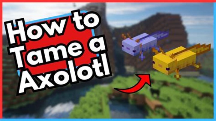 Axolotl minecraft how to tame