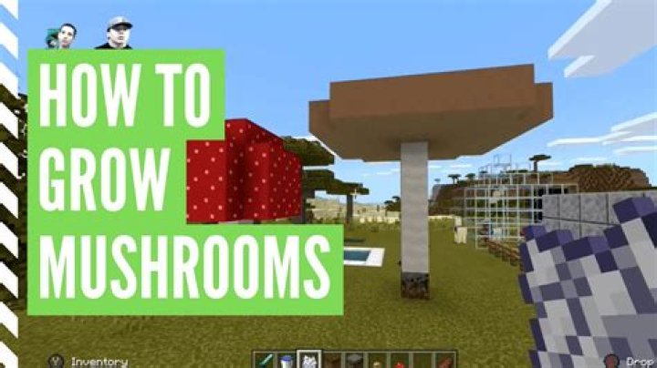How do you grow a mushroom in minecraft