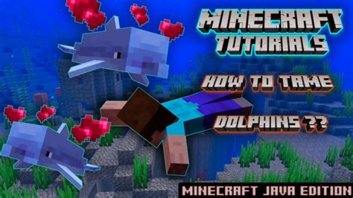 How do you tame a dolphin in minecraft