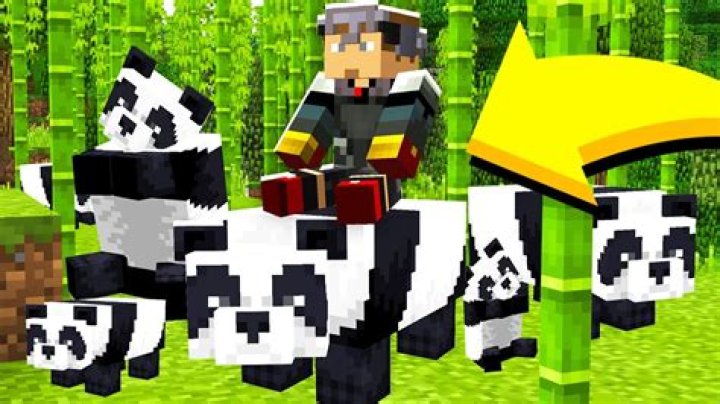 How do you tame a panda in minecraft