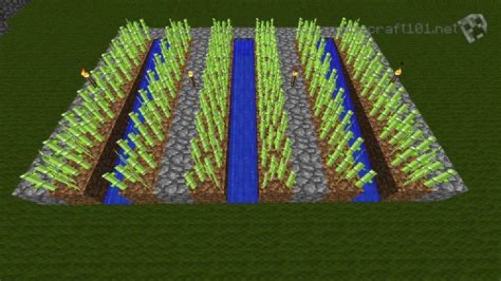 How does sugar cane grow minecraft
