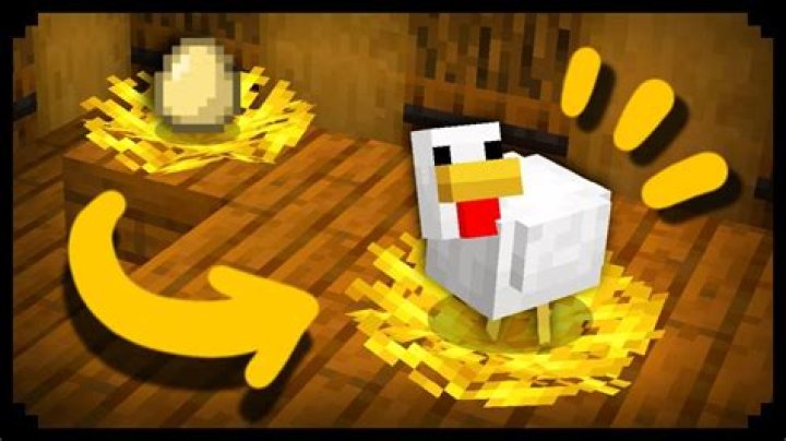 How often do chickens lay eggs in minecraft
