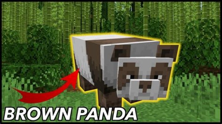 How rare is a brown panda in minecraft