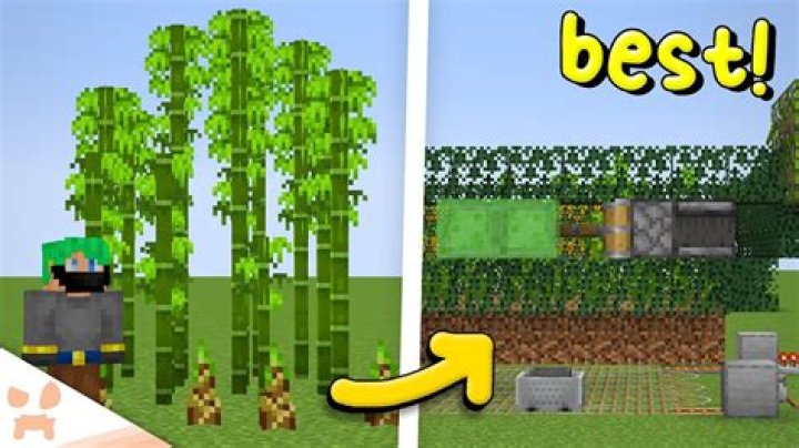 How tall does bamboo grow minecraft
