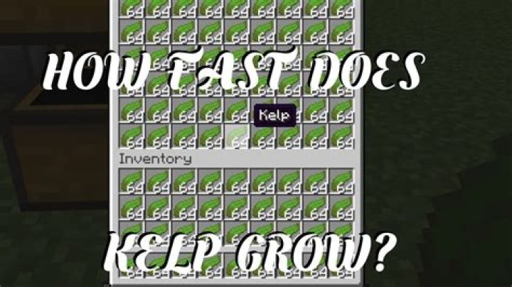 How tall does kelp grow minecraft