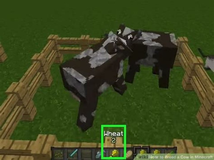 How to breed cows minecraft