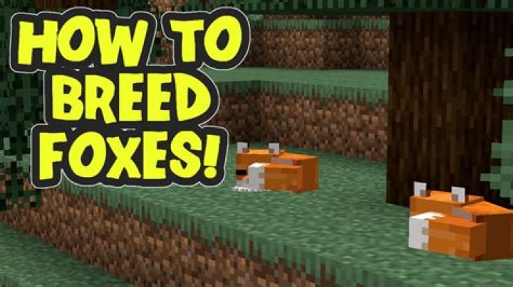 How to breed foxes in minecraft