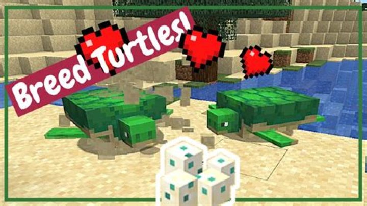 How to breed minecraft turtles