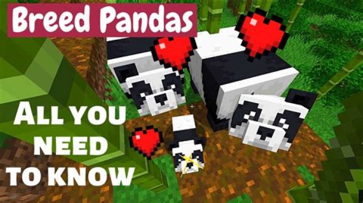 How to breed panda in minecraft