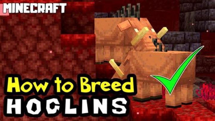How to breed piglins in minecraft