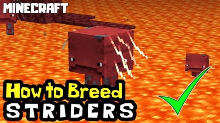How to breed striders in minecraft