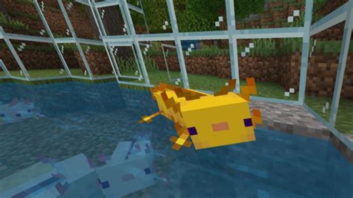 How to catch axolotl minecraft