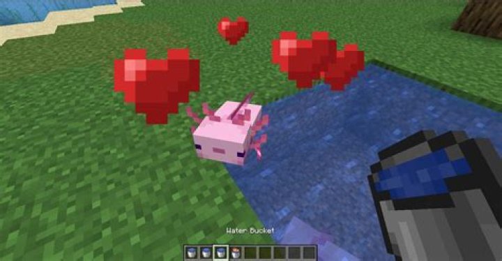 How to feed axolotl minecraft