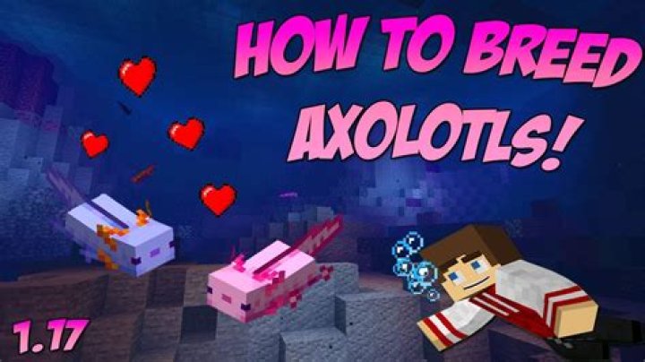 How to feed axolotls in minecraft