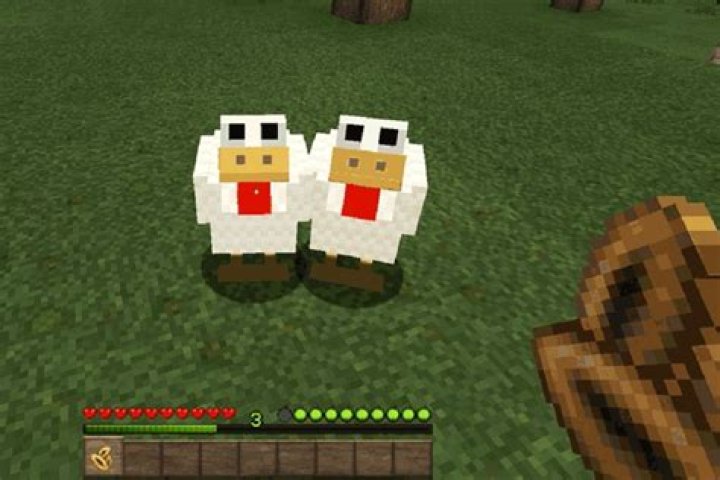 How to feed chickens minecraft