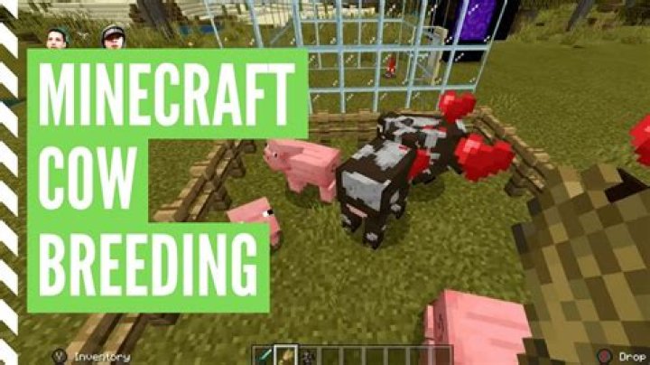 How to feed cows minecraft