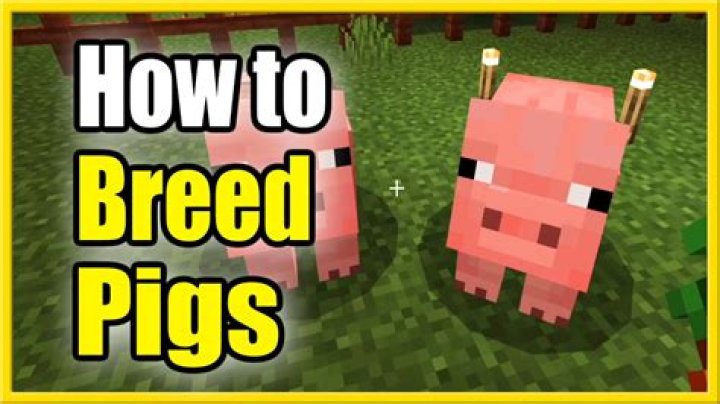 How to feed pigs minecraft