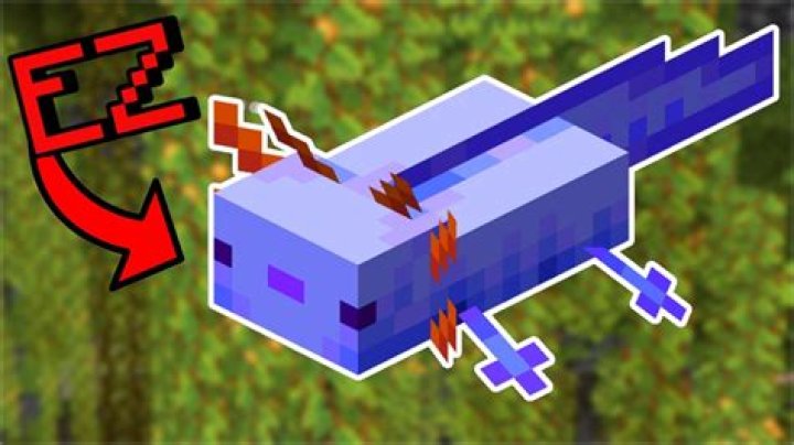How to get a blue axolotl in minecraft