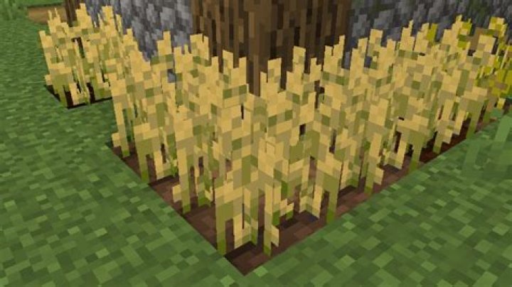 How to get wheat in minecraft