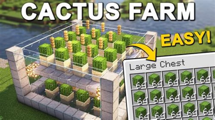 How to grow cactus minecraft