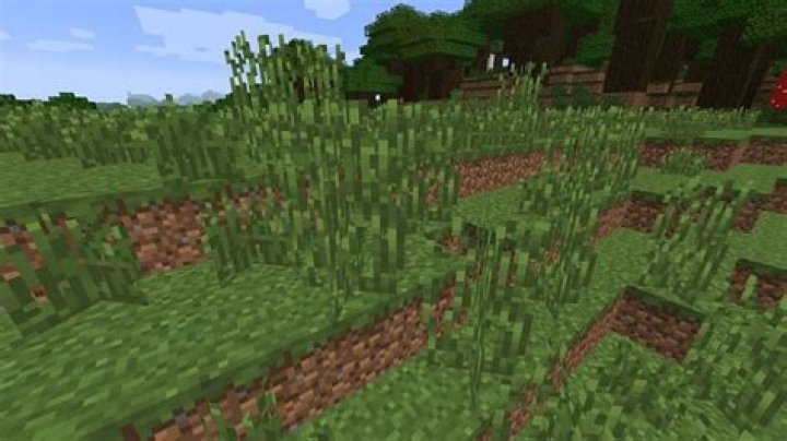 How to grow grass minecraft