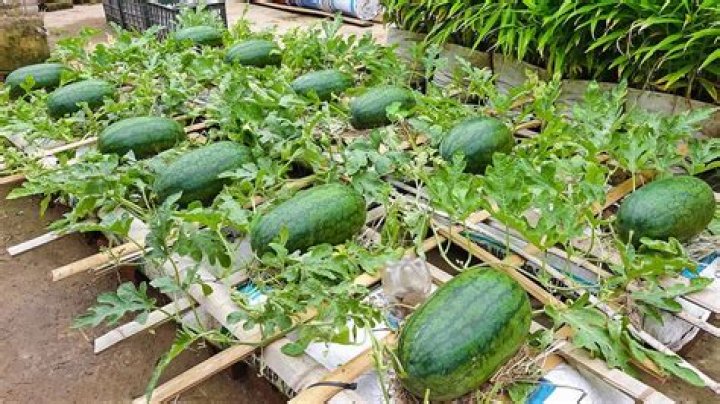 How to grow watermelons in minecraft