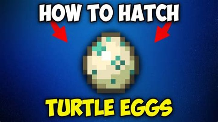 How to hatch a turtle egg in minecraft