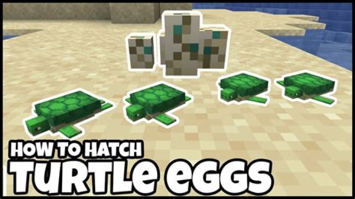How to hatch turtle eggs minecraft