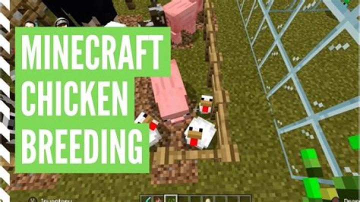 How to mate chickens in minecraft