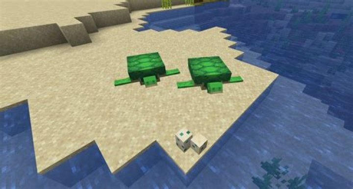 How to mate turtles in minecraft