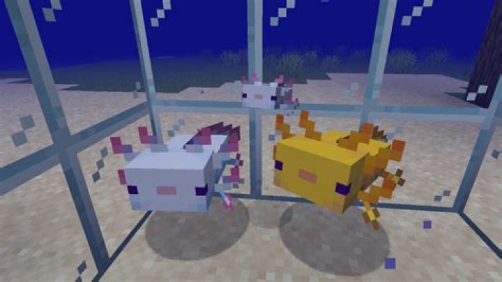 How to pick up a axolotl in minecraft