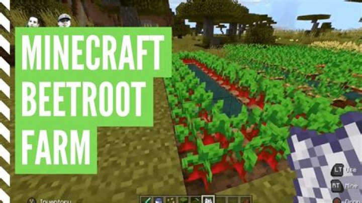 How to plant beetroot minecraft