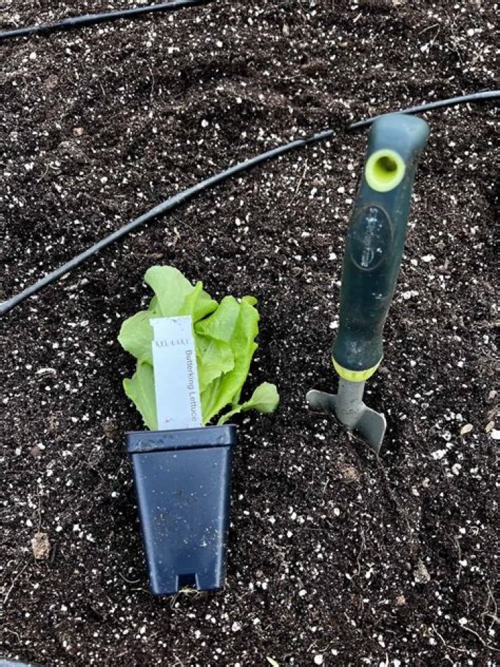How to plant in valorant