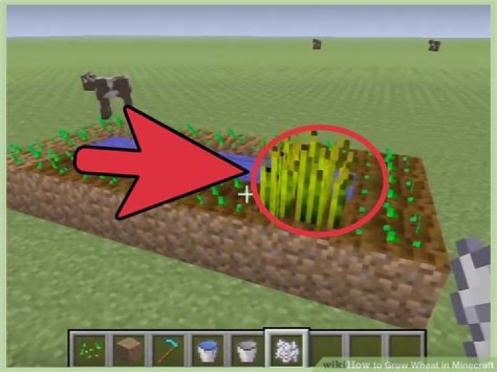 How to plant wheat in minecraft