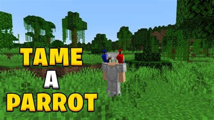 How to tame a minecraft parrot