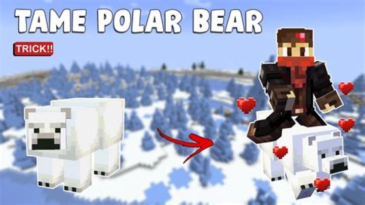 How to tame a polar bear in minecraft