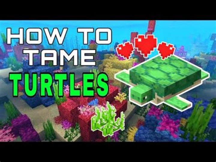 How to tame a sea turtle in minecraft