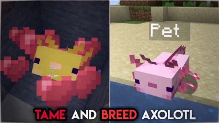 How to tame axolotl minecraft