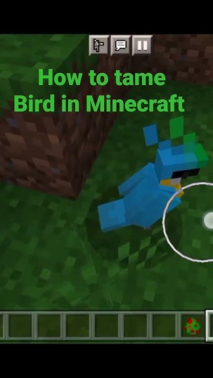 How to tame bird in minecraft