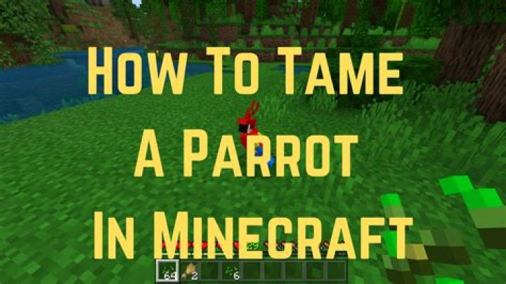 How to tame bird minecraft