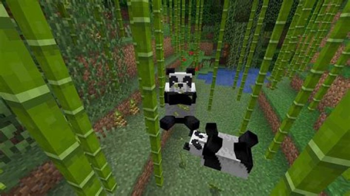 How to tame pandas in minecraft