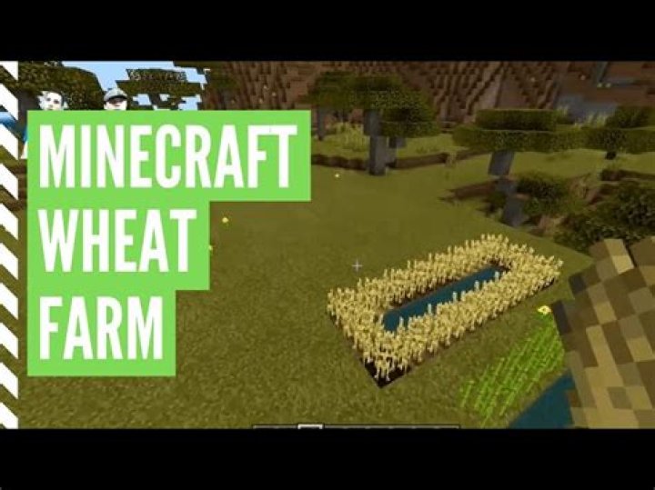 Minecraft how to find wheat