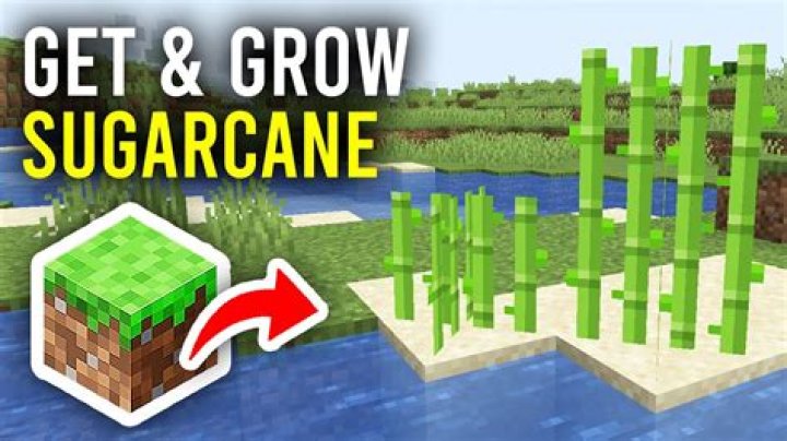 Minecraft how to grow sugarcane