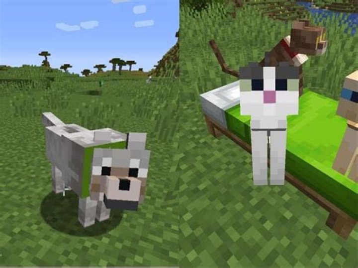 Minecraft how to heal cats