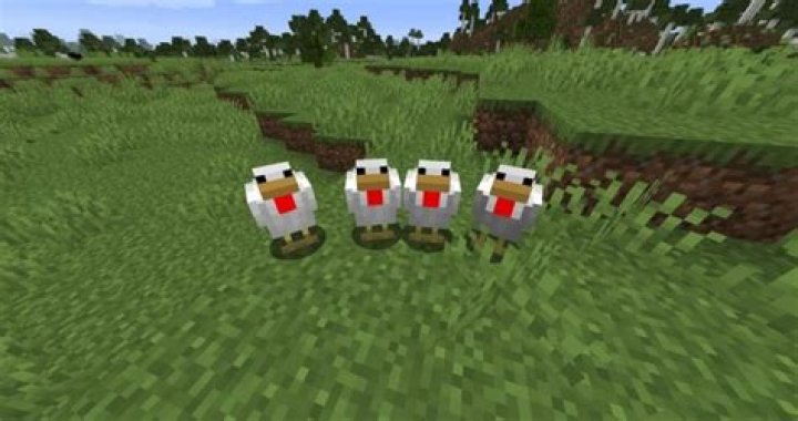 Minecraft how to lure chickens