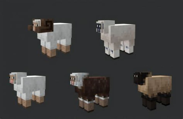 What attracts sheep in minecraft
