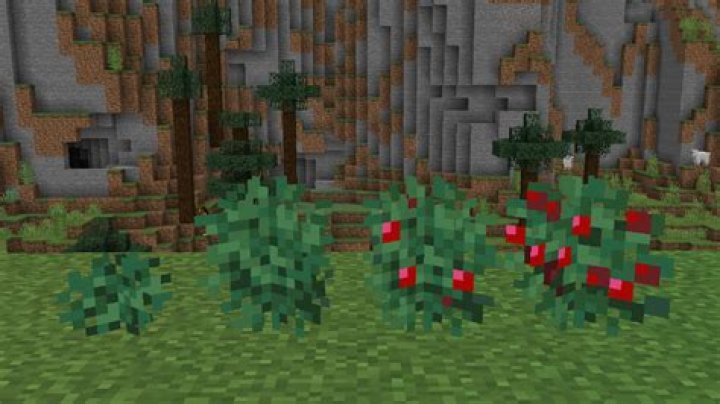 What can you do with berries in minecraft