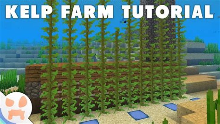 What can you do with kelp in minecraft