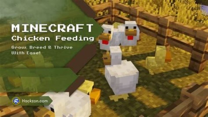 What do chickens eat in minecraft