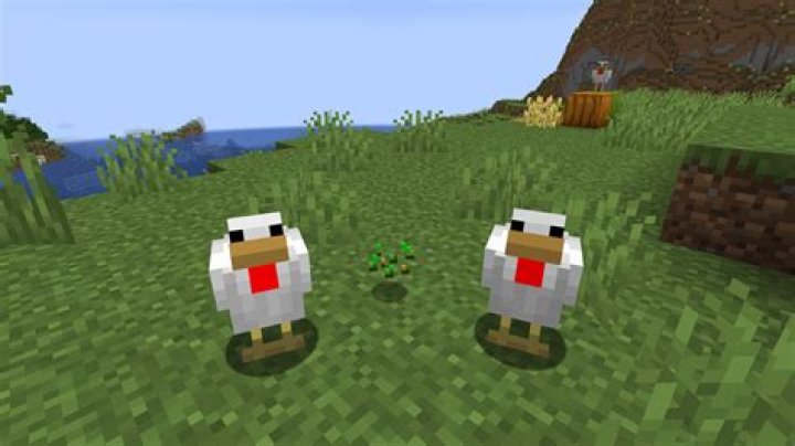What do chickens in minecraft eat